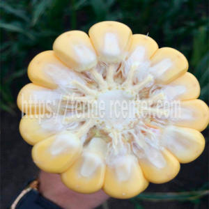 АГХ 11-195 F1 (AGX 11-195 F1) - кукуруза сахарная, 5 000 семян, Agri Saaten  (Агри Заатен) Германия  фото №2, цена